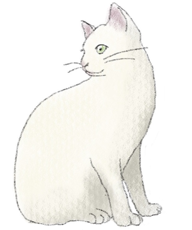 猫の挿絵