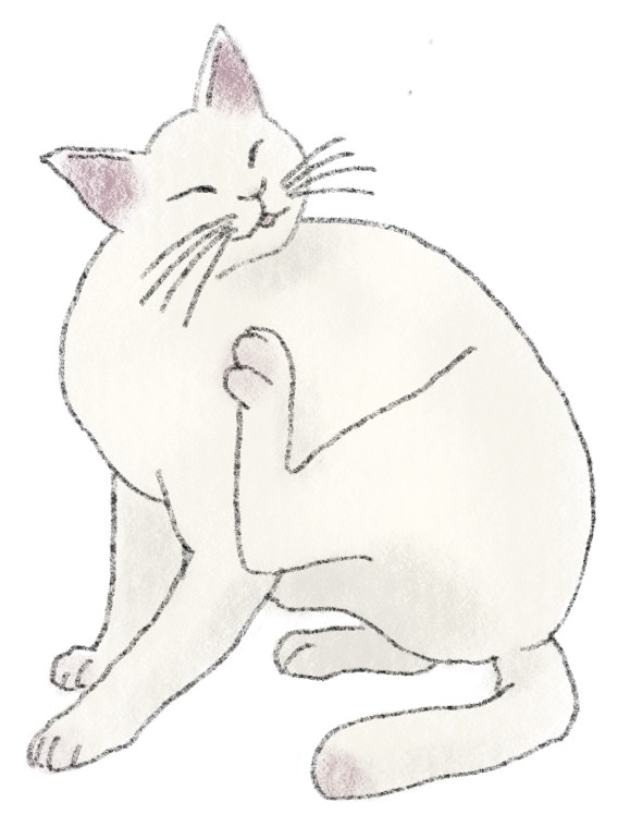 猫の挿絵